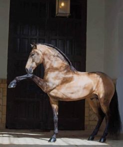 Lusitano Horse paint by numbers