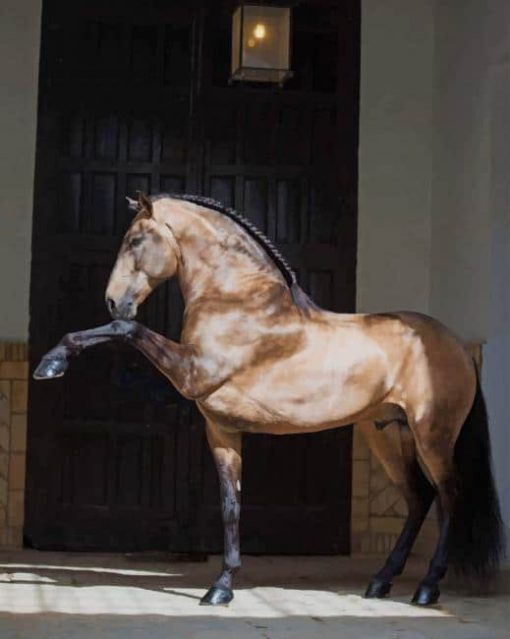 Lusitano Horse paint by numbers