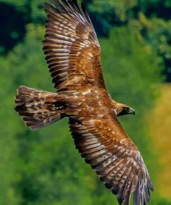 Birds Of Prey paint by numbers