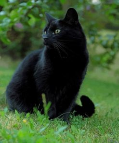 Black Cat In The Grass paint by numbers