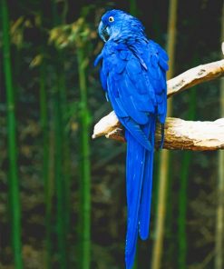 Blue Bird Perch On Tree paint by numbers