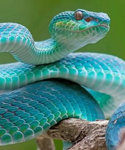 Blue Snake paint by numbers