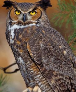 Great Horned Owl paint by numbers