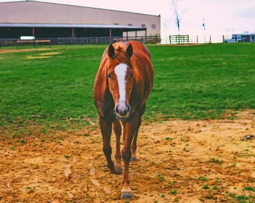 Brown Horse In Siege paint by numbers