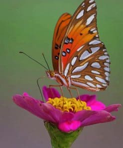 Colorful Butterfly paint by numbers