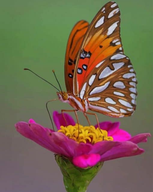 Colorful Butterfly paint by numbers