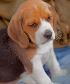 Beagle Puppy paint by numbers