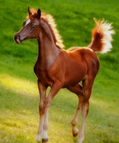 Cute Brown Foal paint by numbers