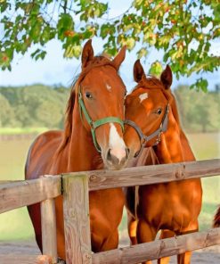 Cute Brown Horses paint by numbers