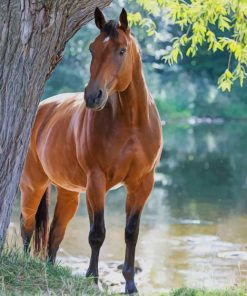 Cute Brown Horse paint by numbers