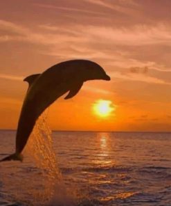 Dolphin And The Sunset paint by numbers