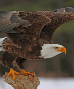 Bald Brown Eagle paint by numbers