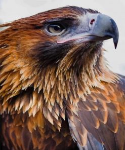 Eagle Portrait paint by numbers