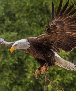 Flying Eagle paint by numbers