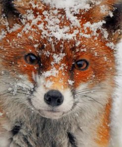 Fox Covered In Snow paint by numbers