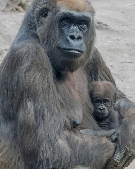 gorilla Mother And Her baby paint by numbers