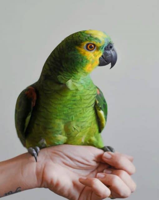 Green Bird Pet paint by numbers