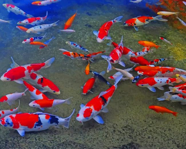 Koi Colorful Freshwater Fish paint by numbers