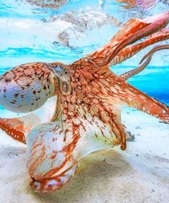 Octopus Under Clear Water paint by numbers