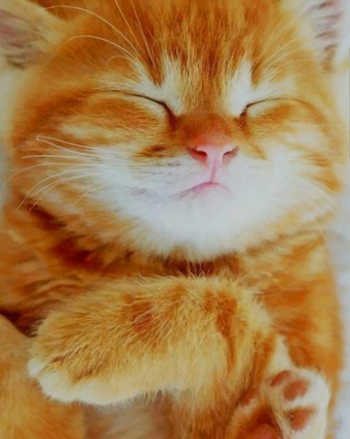 Cute Orange Cat paint by numbers