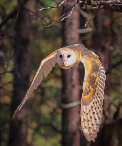 Barn Owl Flying paint by numbers