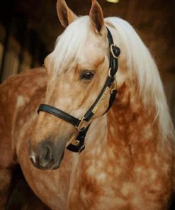 Palomino Horse paint by numbers