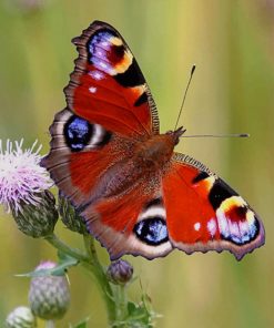 Peacock Butterfly paint by numbers