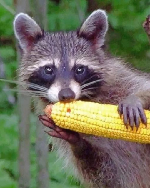 Raccoon Eating Corn paint by numbers