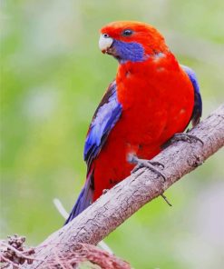 Red Crimson Rosella paint by numbers