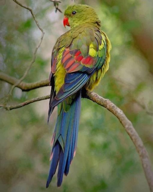 Regent Parrot paint by numbers