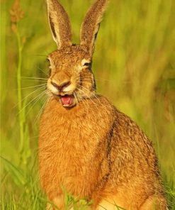 Smiling Rabbit paint by numbers