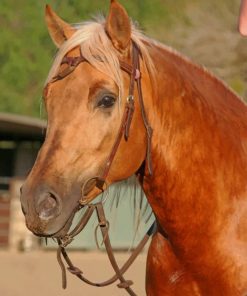 Sorrel Brown Horse paint by numbers