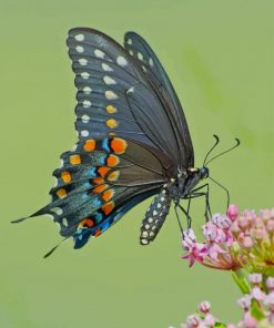 Spicebush Swallowtail paint by numbers