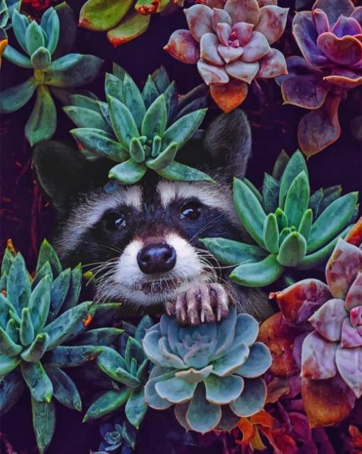 Succulent Racoon paint by numbers