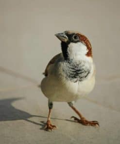 White And Brown Bird On Floor paint by numbers