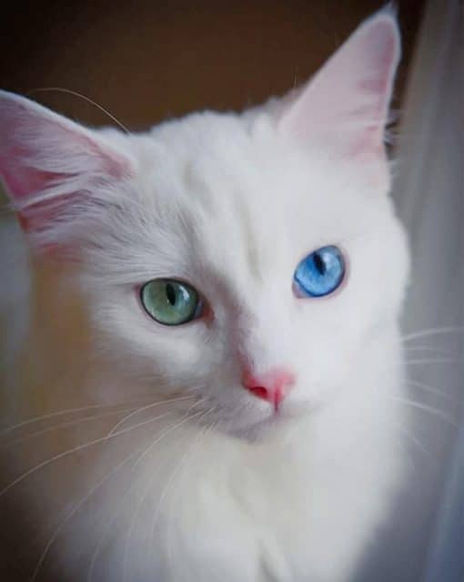 White Cat With Green And Blue Eyes paint by numbers