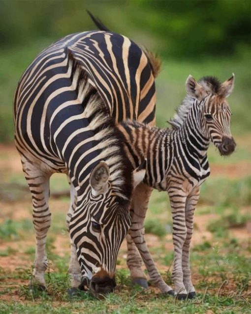 Zebra And Foal paint by numbers