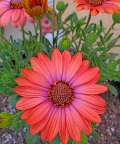 African Daisy flowers paint by numbers