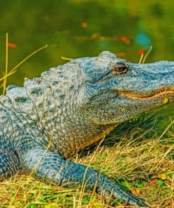 Alligator Resting Near A Lake paint by numbers