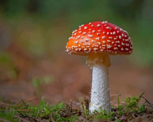 Amanita Mushrooms nature paint by numbers