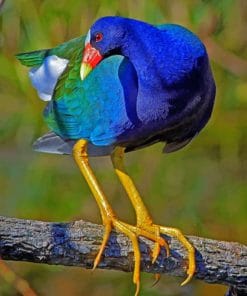 American Purple Gallinule paint by numbers