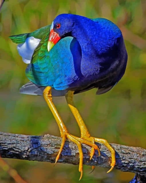 American Purple Gallinule paint by numbers