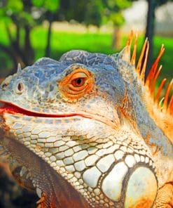 Aruba Island Lizard Animal paint by numbers