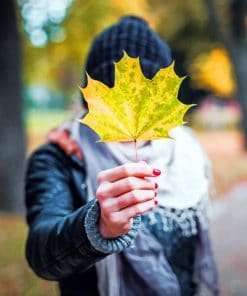 Autumn Colored Maple Leaf paint by numbers