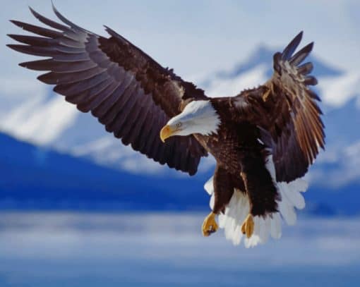 Bald Eagle Flying paint by numbers