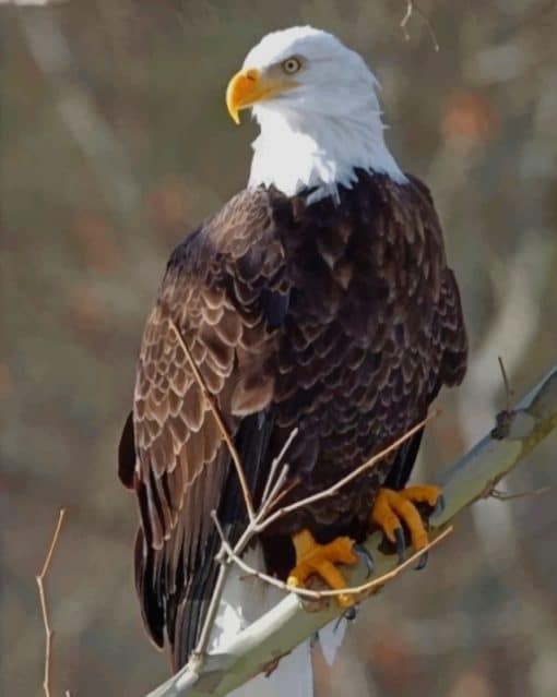 Bald Eagle paint by numbers