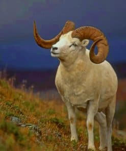 Bighorn Sheep paint by numbers