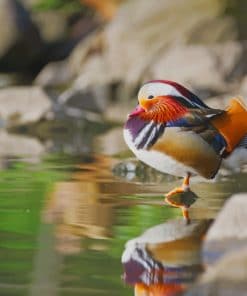 Mandarin Duck Bird paint by numbers