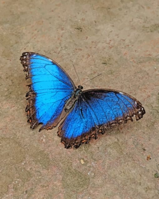 Black And Blue Butterfly Paint By Numbers