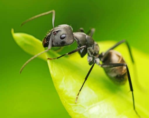 Black Ant On Leaf paint by numbers